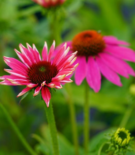 Echinacea purpurea 'Lakota rose'